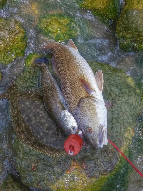 8Ft Pro Series Stringer